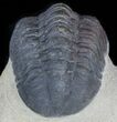 Bargain, Reedops Trilobite - Atchana, Morocco #62074-6